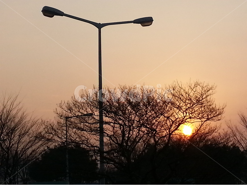 일출,가로등,나무,하늘,안개,황사,미세먼지,자연,풍경,nature,landscape,lamp post,램프 포스트