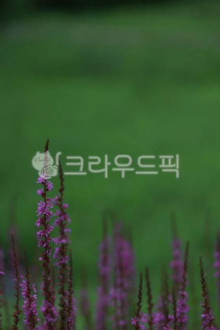 보라,녹색,공간,꽃,감성