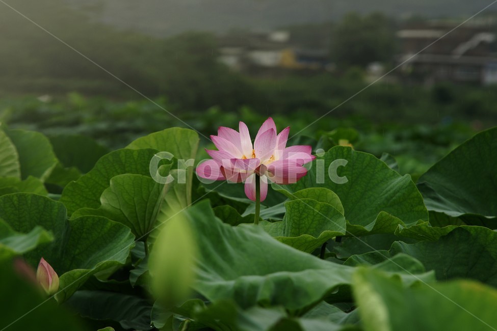 연꽃,저수지,한송이,여름,개화,식물,자연,plants,nature,꽃,flower