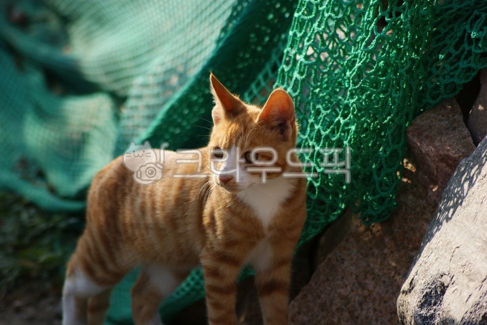 young,cute,Pets,kitten,stray cat,mammal,cat,streetcat,animal,mammalia