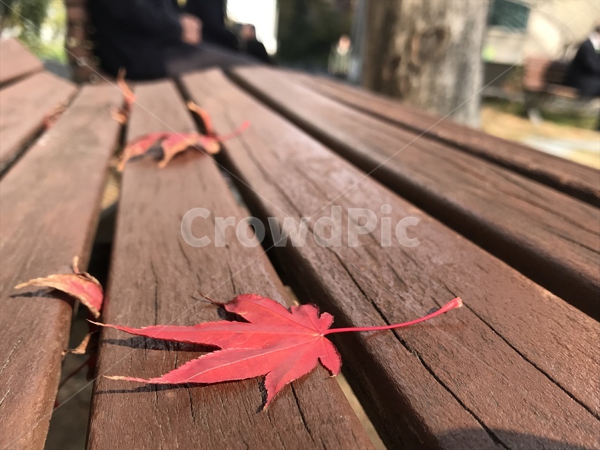 가을,낙옆,벤치,빈티지,빨강,가을,계절,fall,autumn,season,plant,식물,leaf,잎,tree,나무