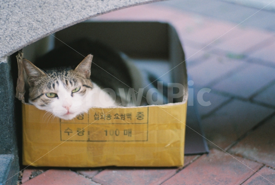 고양이,길냥이,길고양이,필름사진,동물,포유류,필름,필름카메라,생명,자연,미냥,미묘,애완동물,반려동물,cat,kitty,kitten,cute,lovely,adorable,pet,animal,nature,natural,street,streetcat,stray,straycat,wild,wildlife,wildanimal,wildcat,beauty,beautiful,동물,animal,포유류,mammal,고양이,cat,kitten,kitty