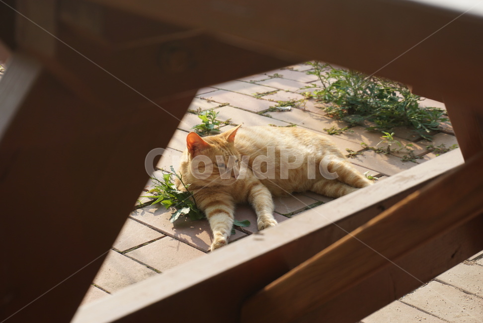 고양이,동물,고양이과,누운고양이,엎드린고양이,노란고양이,줄무늬고양이,길고양이
