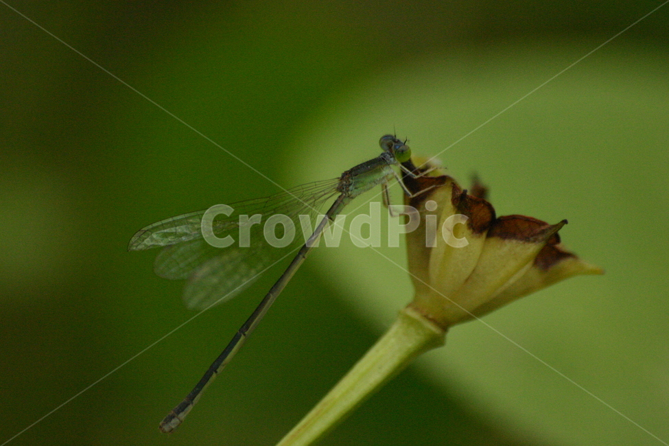 잠자리,dragonfly,곤충,insect,macro,fly,nature,green,bug,leaf,wings,closeup,animal,wildlife,damselfly,closeup,fauna,eyes,blue,summer,detail,insects,grass,garden,wing,wild,close,동물,animal,곤충,벌레,insect,bug