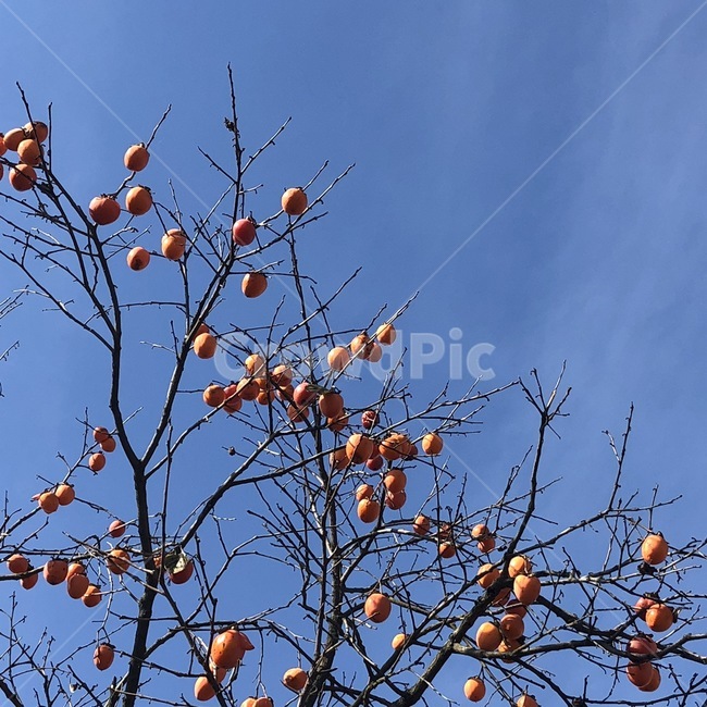 하늘,가을,구름,나무가지,감,나무,가을하늘,겨울하늘,풍경,sky,cloud,tree,식물,자연,plants,nature,과일,열매,fruit