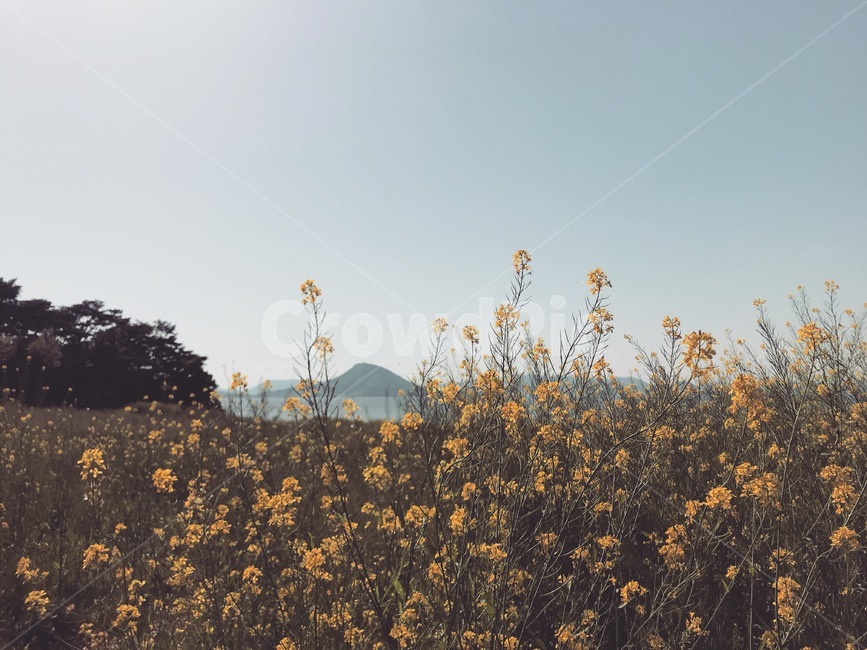 유채꽃,바다,봄,노란,추억