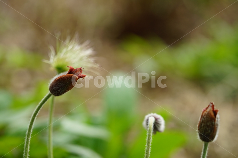 꽃,플라워,할미꽃,자연,접사,식물,생명,접사사진,풍경,꽃사진,flower,봄꽃,계절,봄,계절,spring,season,식물,자연,plants,nature,꽃,flower,감성,sensible,feeling,plant,invertebrate,무척추 동물,insect,곤충,animal,동물,blossom