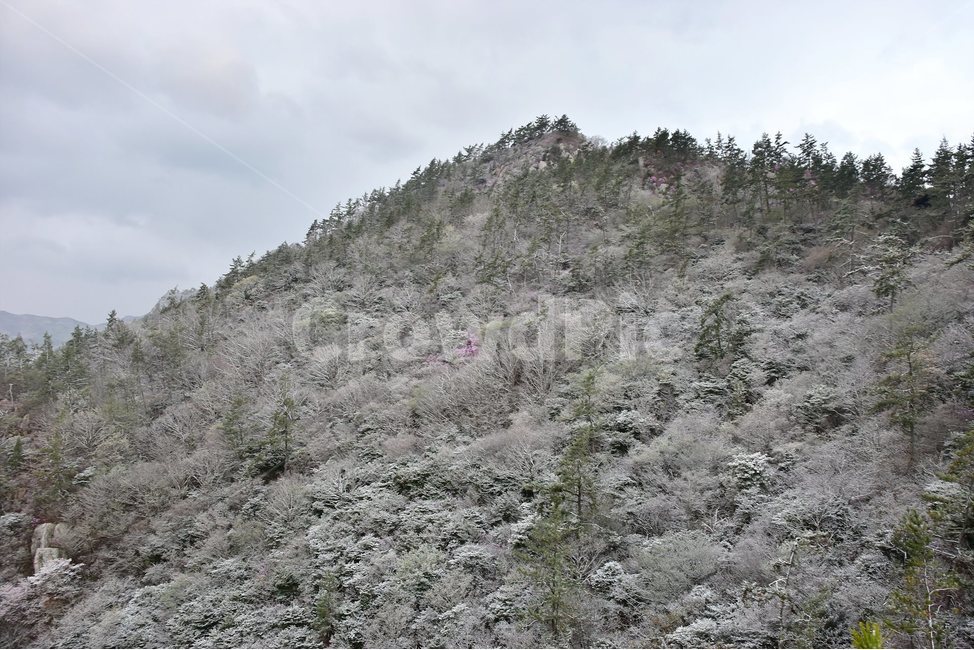 주작산,덕룡산,종주,진달래,풍경,기암,바위,비경,봄풍경,진달래꽃,강진,명산,산행,등산,마운틴,힐링,mountain,landscape,자연,natural,봄,계절,spring,season,자연,풍경,nature,landscape,한국자연풍경,한국자연경관,korea nature landscape,slope,경사,outdoors,옥외,plant,식물,tree,나무