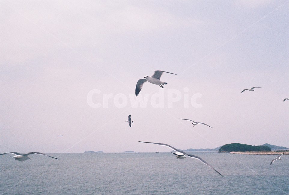바다,sea,자연,풍경,nature,bird,새,animal,동물,flying,나는,섬,island,서해,westsea,landscape,필름,필름사진,film,동물,animal,조류,새,birds