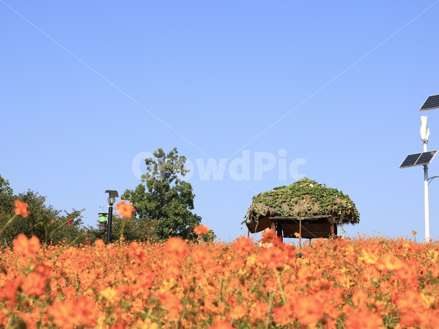 서울,올림픽공원,꽃,flower,plant,들꽃마루,가을,가을사진,꽃,flower