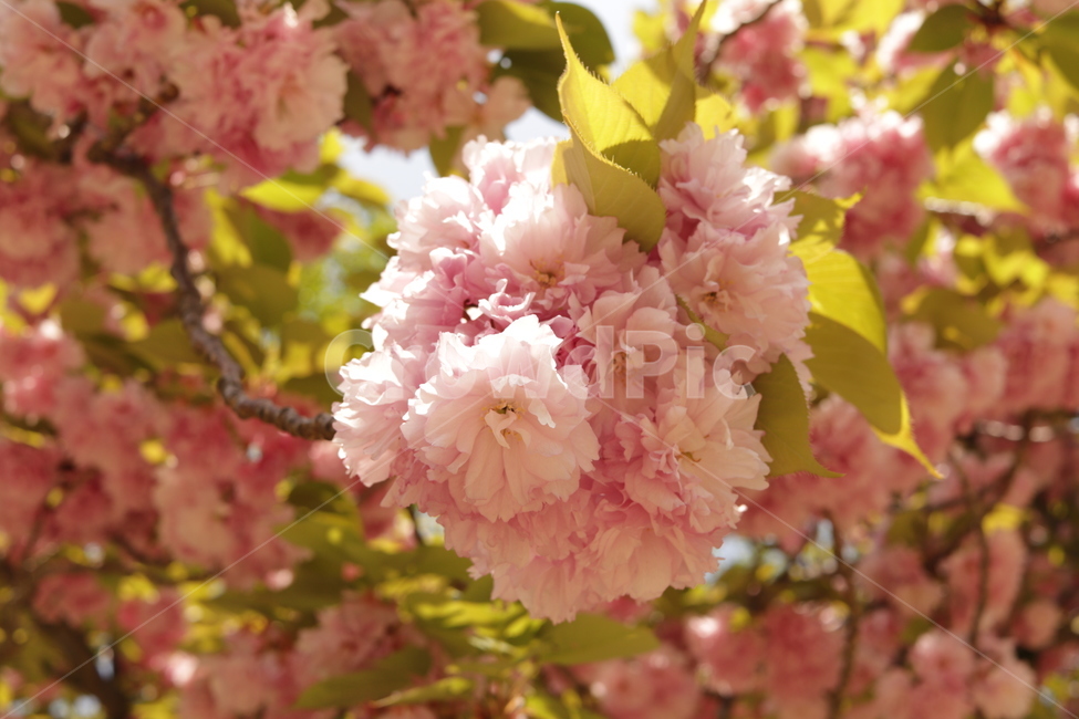 봄,꽃,blossom,겹벚꽃,식물,flower,plant