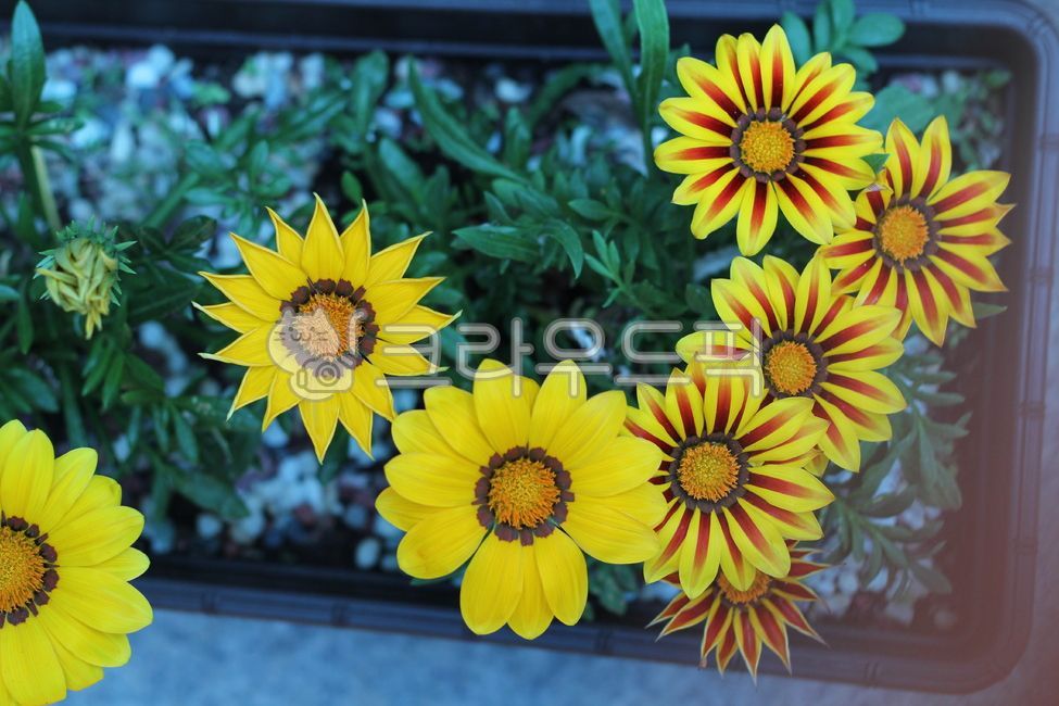 태양국,가자니아,국화,노란꽃,flower,yellow