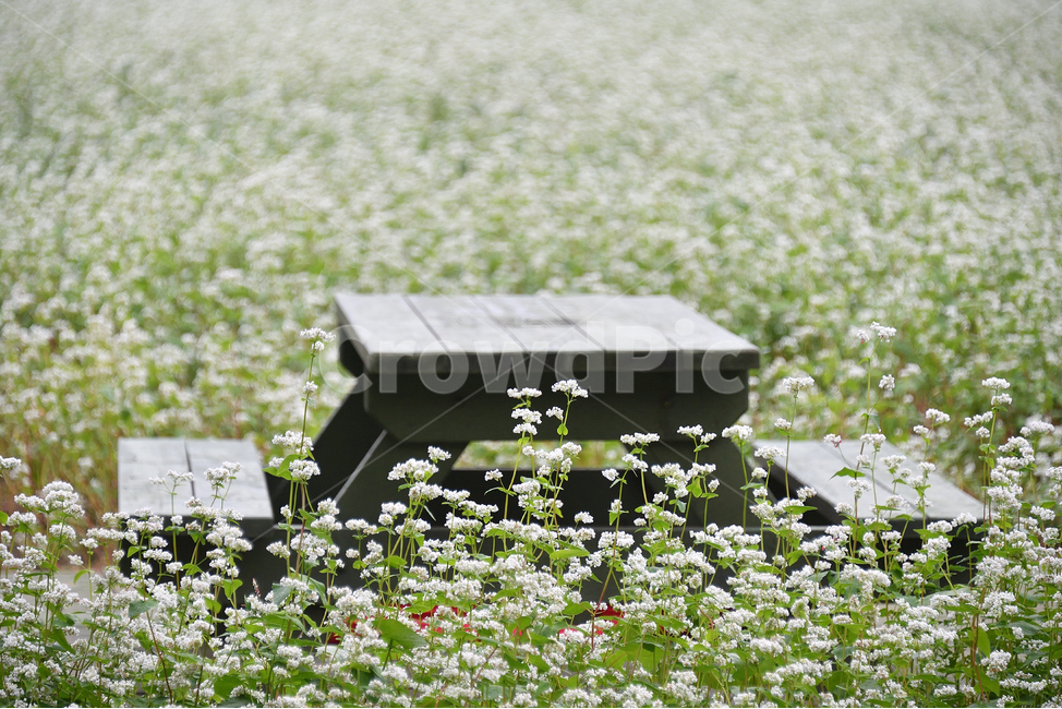 메밀꽃,메밀밭,메밀밭소경,테이블,탁자,휴게공간,자연,풍경,nature,landscape,식물,plants,꽃,flower,outdoors,옥외