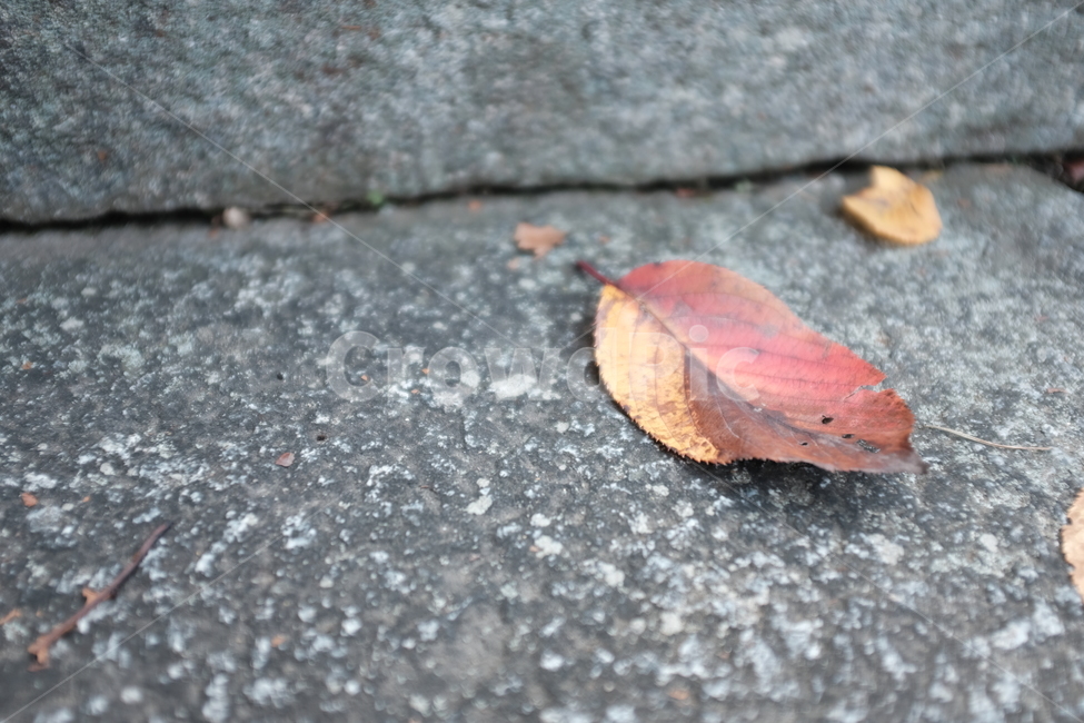 가을,낙엽,감성,쓸쓸함,외로움,돌,lonely,autumn,fall,leaves,가을,계절,fall,autumn,season,plant,식물,leaf,잎,ground,바닥