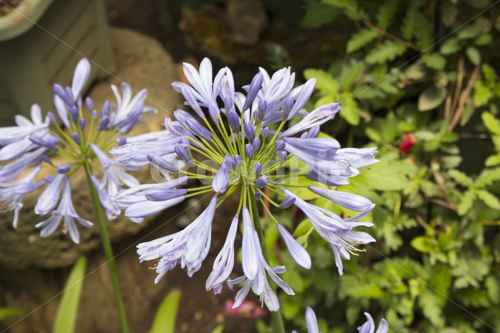 꽃사진,배경,여름,여름꽃,꽃,식물,자연,plants,nature,꽃,flower