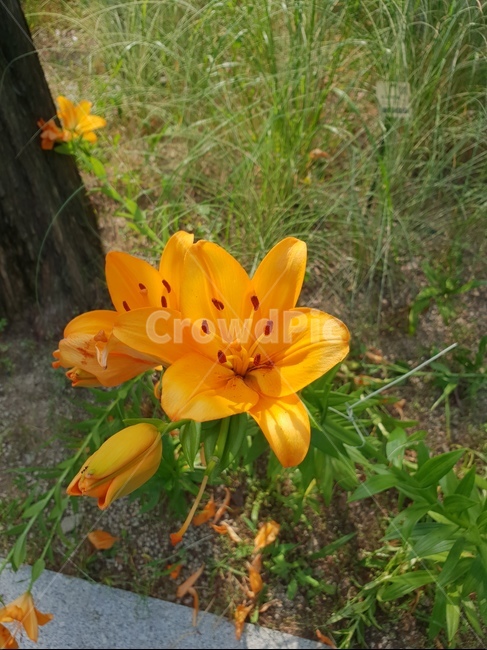 자연,식물,꽃,싱그러운,힐링,초록이,햇살,식물,자연,plants,nature,꽃,flower