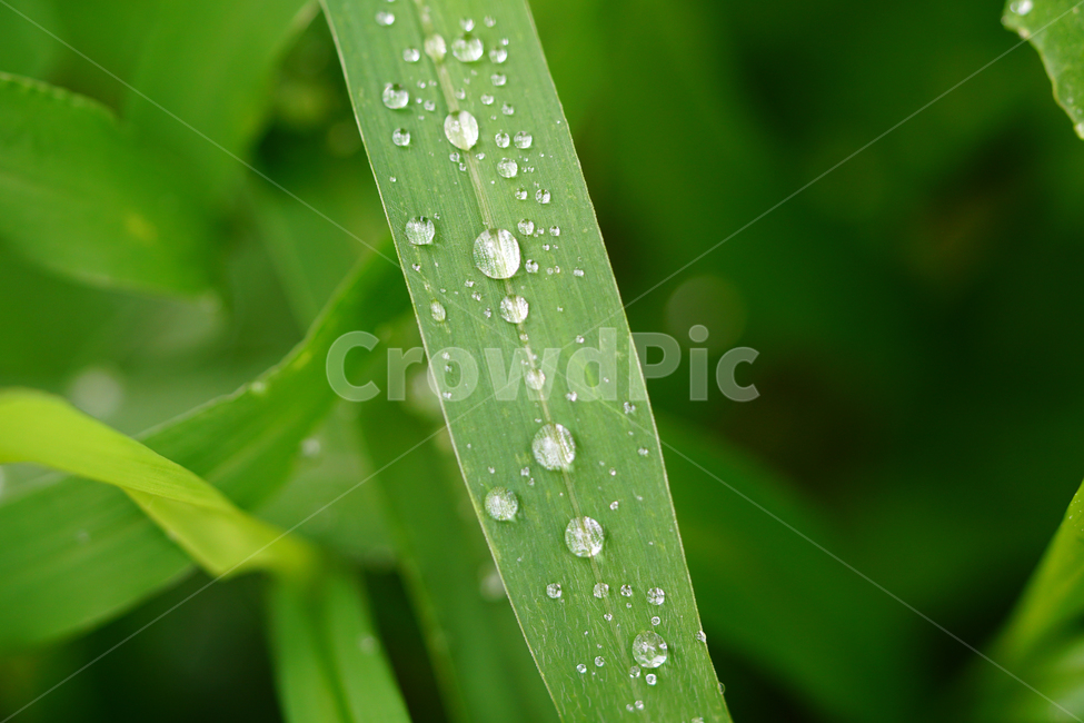 자연,nature,물방울,이슬,아침,아침이슬,풀,풀잎,식물,plants,raindrop,dropofwater,waterdroplet,steam,closeup,클로즈업,macro,메크로,마크로,접사,풍경,landscape,감성사진,감성,식물,자연,plants,nature