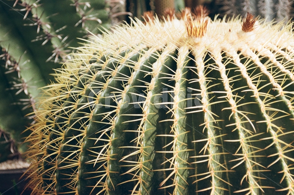 선인장,자연,cactus,green,원예,식물원,식물,자연,plants,nature
