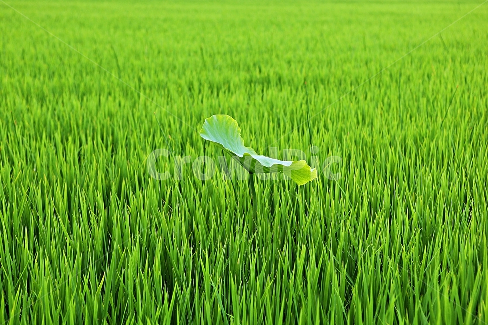 연잎,벼,논,식물,풍경