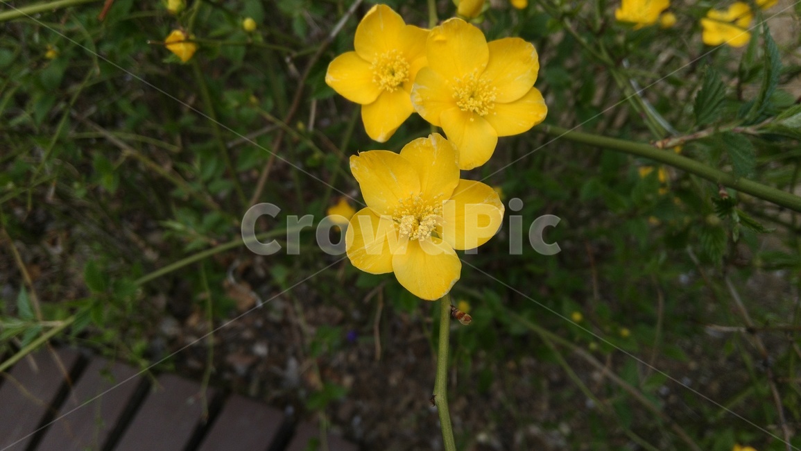 plant,식물,blossom,geranium,제라늄,flower,꽃