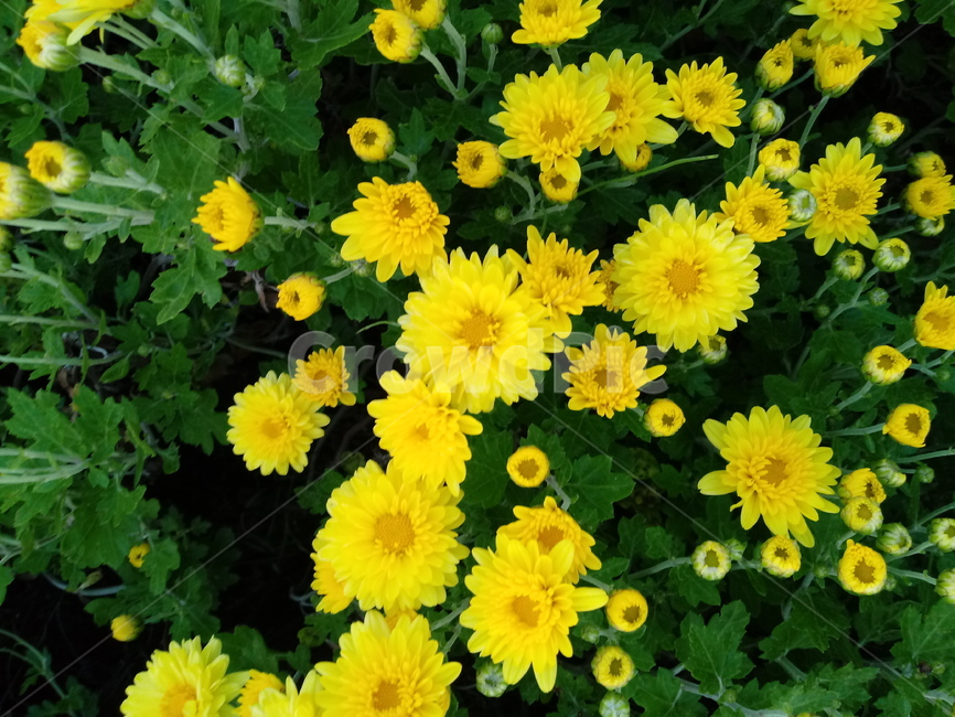 꽃,식물,flower,plant,소국,국화,노란색꽃,식물,자연,plants,nature,꽃,flower