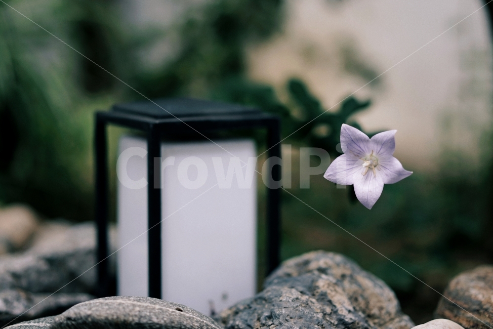 식물,자연풍경,꽃,감성사진,색감,일상,여름,식물,자연,plants,nature,꽃,flower,감성,sensible,feeling