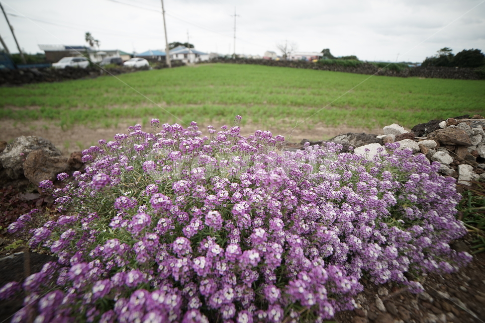 보라색,꽃,작은꽃,배경,풀밭,제주,제주도,길가,식물,자연,plants,nature,꽃,flower