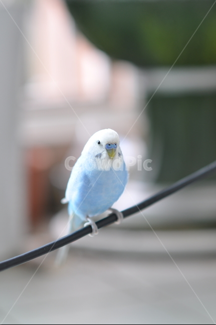 사랑앵무,잉꼬,새,조류,앵무새,파란새,동물,animal,조류,새,birds