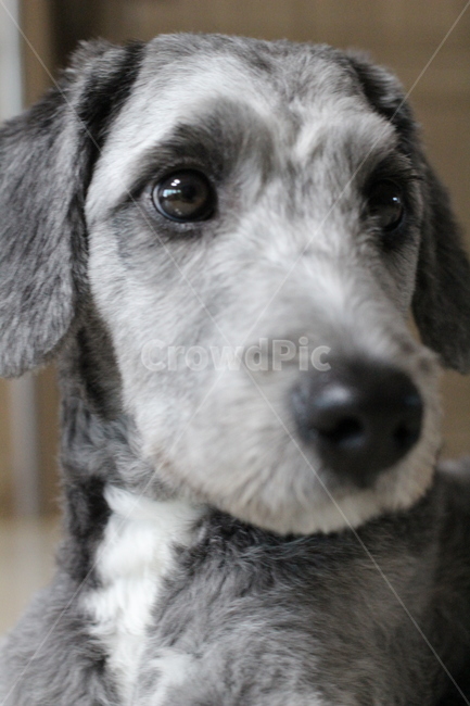 동물,강아지,반려견,dog,animal,확대,동물,animal,포유류,mammal,개,강아지,dog,doggy
