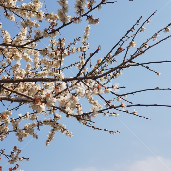 봄,꽃,벚꽃,spring,매화,봄,계절,spring,season,plant,식물,blossom,flower