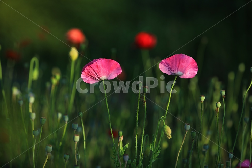 양귀비,자연,꽃,아름다움,힐링,식물,자연,plants,nature,꽃,flower
