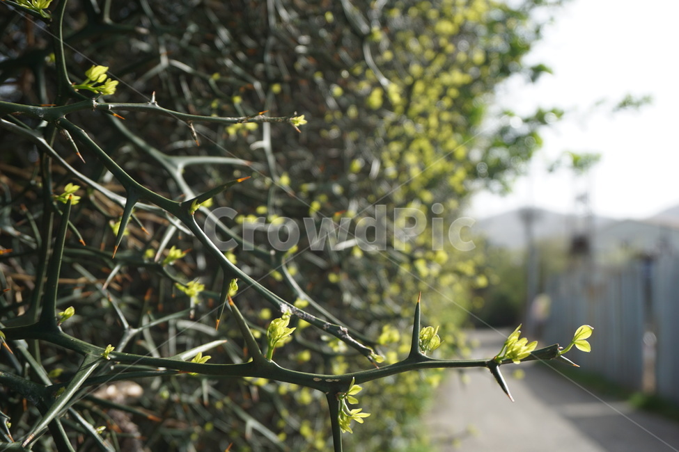 봄,4월,탱자나무,탱자나무가시,연두색,녹색,새순,골목길,봄,계절,spring,season,식물,자연,plants,nature,plant,tree,나무