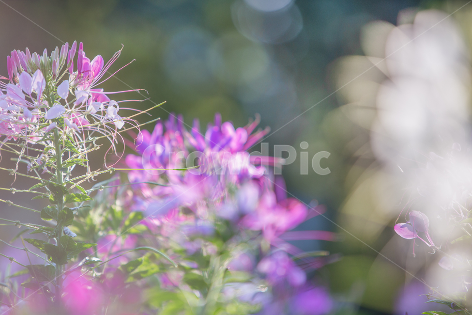배경흐림,보케,식물,배경,화단,풍접초,한해살이풀,홍자색,꽃동산,공원,park,흰색,꽃잎,꽃대,꽃받침,수술,화원,들꽃,야생화,들풀,꽃,화훼,원예,암술,꽃밭,스파이더플라워,plant,flower,blossom,식물,자연,plants,nature,꽃,flower