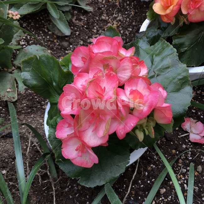 꽃,flower,blossom,식물,꽃잎,식물,자연,plants,nature,꽃,flower
