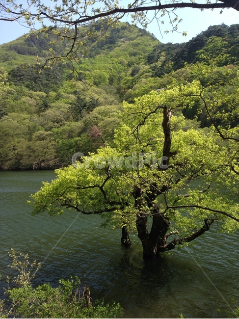 주산지,주왕산,저수지,인공저수지,왕버들,버드나무,수중,물속,청송,한국,jusanji,juwangsan,reservoir,artificialreservoir,weepingwillow,koreanweepingwillow,underwater,water,cheongsong,korea