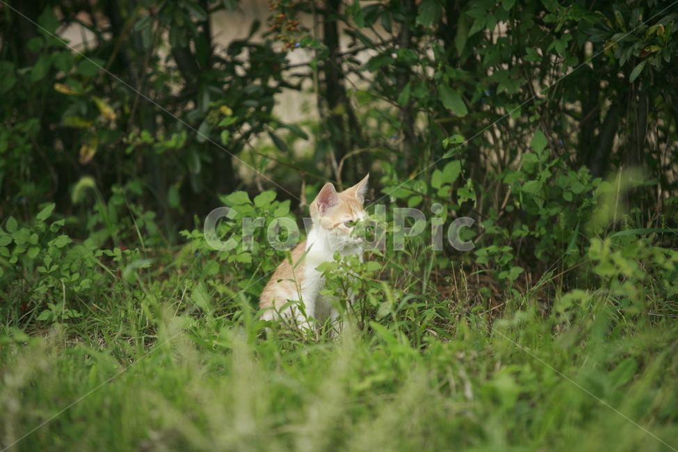 동물,고양이,길고양이,자연,냐옹이,동물,animal,포유류,mammal,고양이,cat,kitten,kitty