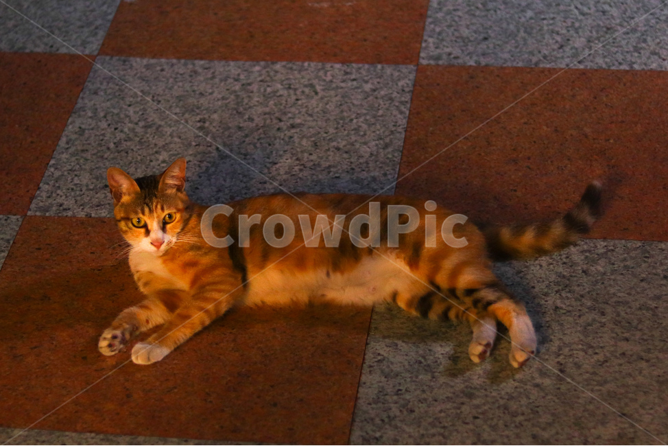 고양이,냐옹이,야옹이,길고양이,cat,동물,animal,straycat