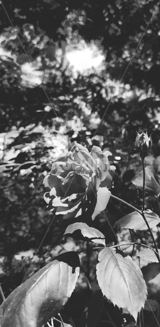 장미,흑백,감성,자연물,꽃,rose,장미꽃,흑백,모노톤,monochrome,black and white