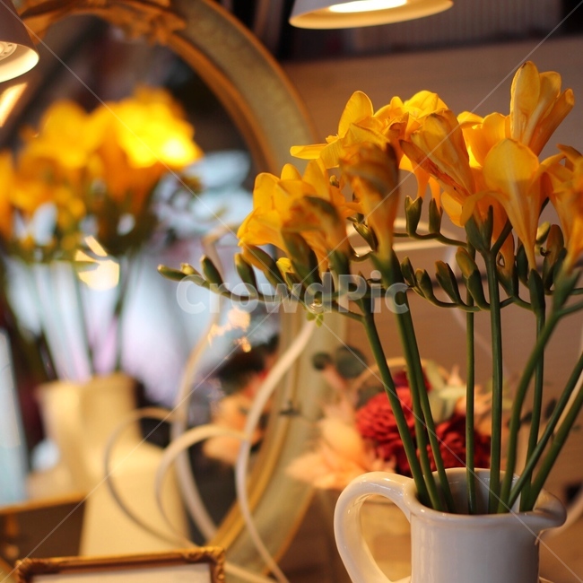plant,식물,flower,꽃,blossom,식물,자연,plants,nature,꽃,flower