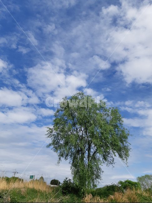 nature,자연,tree,나무,plant,식물,야외,하늘