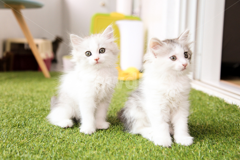 반려동물,반려묘,고양이,애완동물,동물,동물,animal,포유류,mammal,고양이,cat,kitten,kitty
