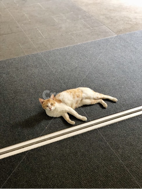 고양이,cat,동물,반려동물,한가로움