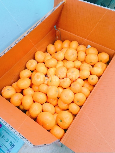 제주,귤,박스,작은귤,새콤달콤,과일,열매,fruit