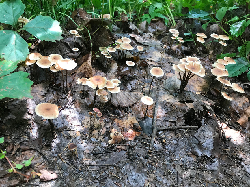 버섯,mushroom,식물,plants,자연,nature,버섯,mushroom