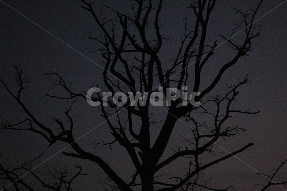 나무,tree,blackwood,나무실루엣,자연,식물,자연,plants,nature,나무,trees,wood,실루엣,그림자,silhouette,shadow