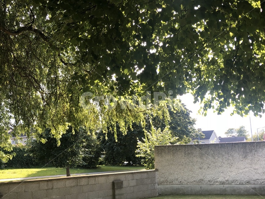 잔디,나무,담장,나무그림자,옥외,glass,tree,outdoors,plant,식물
