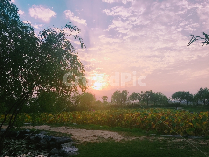 노을,나무,sunset,가을,가을하늘,Fall,자연,풍경,nature,landscape,휴식,힐링,rest,relaxation,healing,plant,식물,tree,grass,잔디