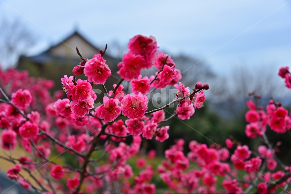 plant,식물,blossom,flower,꽃,홍매화,매화,매실,봄,봄꽃,계절,무안,초의선사탄생지,식물,자연,plants,nature,꽃,flower