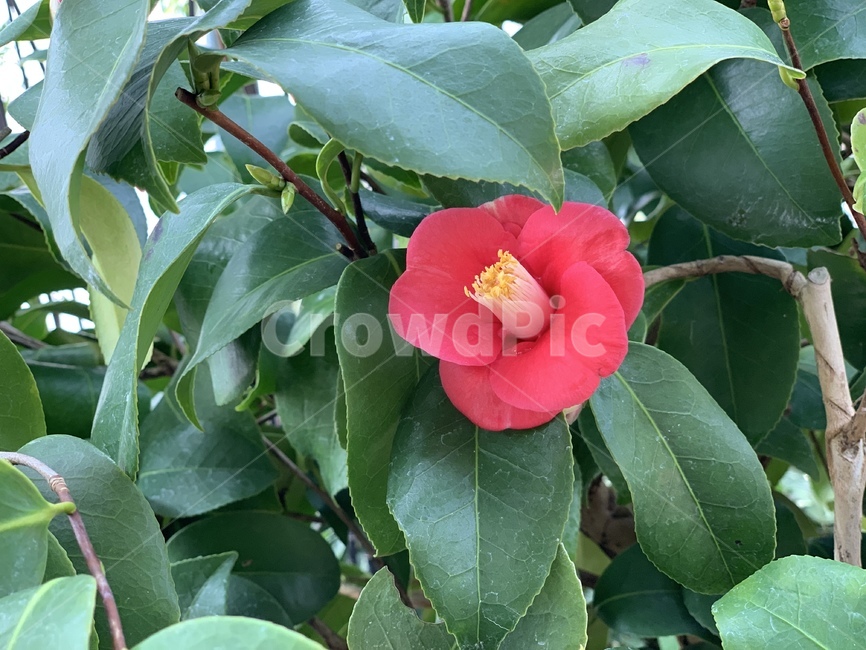 동백,camelia,봄동백,동백꽃,홑동백,식물,자연,plants,nature,꽃,flower