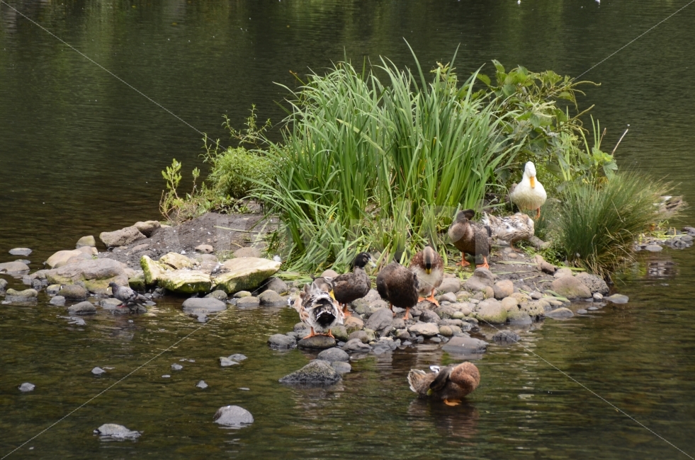 오리,목욕,duck,수풀,쉼터,동물,animal,조류,새,birds
